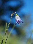 Harebell
