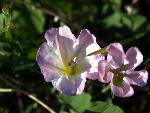Field Bindweed