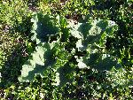 Common Burdock
