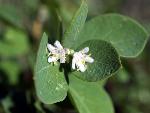 Western Snowberry