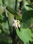 Western Snowberry