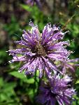 Wild Bergamot