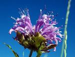 Wild Bergamot