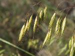 Japanese Brome