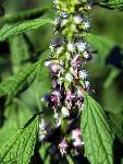 Field Mint