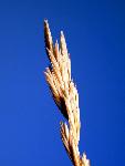 Western Wheatgrass