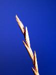 Western Wheatgrass