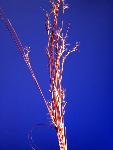 Little Blue Stem