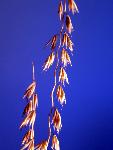 Side-oats Grama