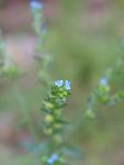 Manyflower Stickseed