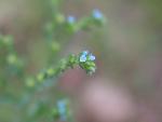 Manyflower Stickseed
