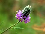 Purple Prairie Clover