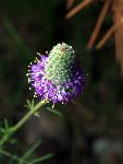 Purple Prairie Clover