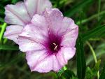 Bush Morningglory