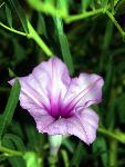 Bush Morningglory