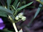 Bush Morningglory Buds