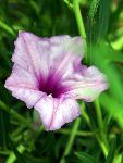 Bush Morningglory