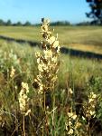 Field Pennycress in Seed
