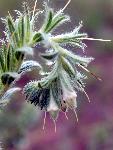 False Gromwell