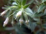 False Gromwell