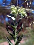 False Gromwell