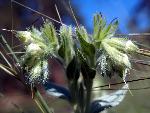 False Gromwell