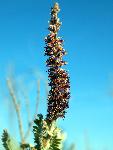 Leadplant