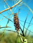 Leadplant