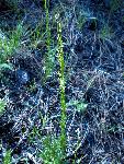 Tower Rockcress