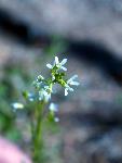 Tower Rockcress