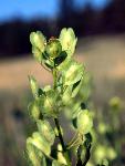 Field Pennycress