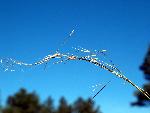 Needleandthread
