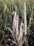 Bracted Plantain