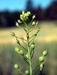 Littlepod Falseflax