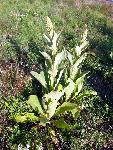 Wooly Mullein