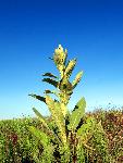 Wooly Mullein