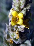Wooly Mullein