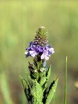 Wooly Verbena