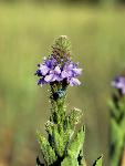 Wooly Verbena