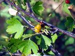 Golden Currant Fruit