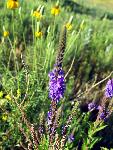 Wooly Vervain and Prairie Coneflowers
