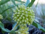Green Milkweed