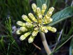Green Milkweed