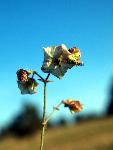 Narrowleaf Four-O'Clock