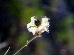 Narrowleaf Four-O'Clock
