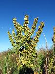 Curly Dock