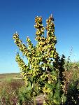 Curly Dock