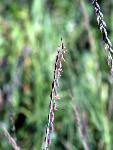 Side-oats Grama
