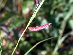Blue Grama