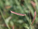 Blue Grama